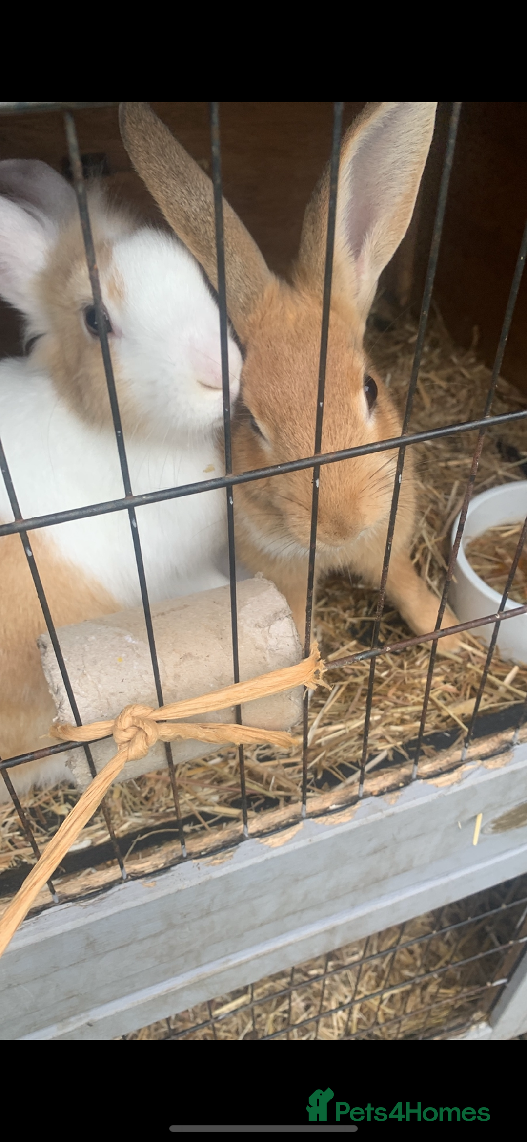 English rabbits for sale: X2 rabbits clean well fed  - Advert 1