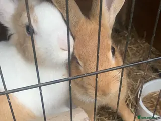 English rabbits X2 rabbits clean well fed - Advert 2