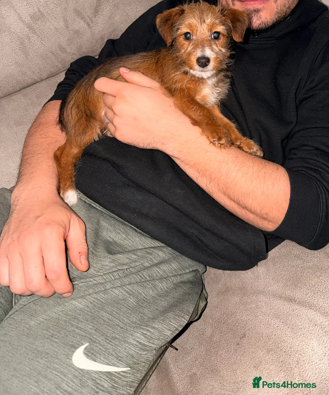 Mixed Breed dogs for sale: Female puppy  - Advert 3