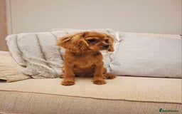 Cavalier King Charles Spaniel dogs for sale: Kc reg health tested parents 🩷💙 - Image 3