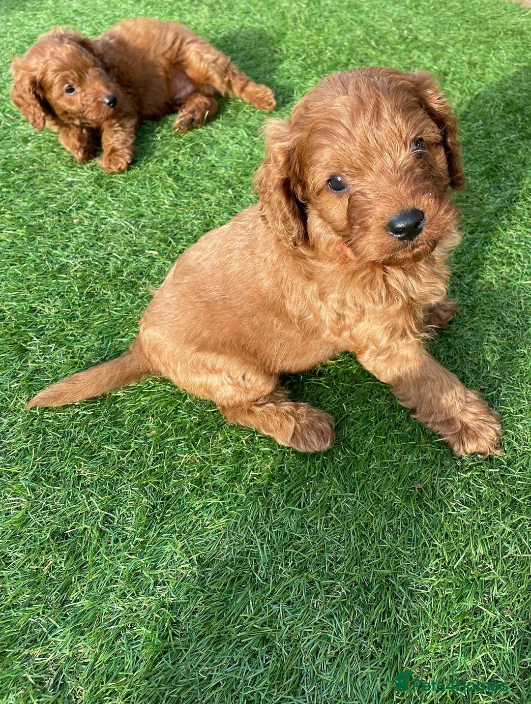 Cavapoo dogs for sale: Beautiful F1bb cavapoo puppies - Image 8