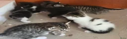 Mixed Breed cats for sale: Kittens - Advert 8