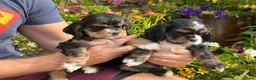 American Cocker Spaniel dogs for sale: Darling American Cocker babies - Advert 10