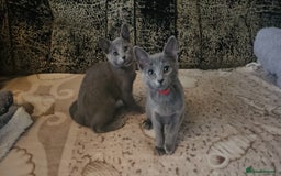 Russian Blue cats for sale: **TICA full pedigree Russian Blue kittens - Image 2