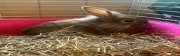 Mixed Breed rabbits for sale: Mixed breed rabbits in Durham - Advert 4