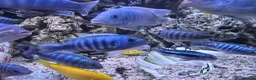 Cichlids fish for sale: 2 x fully stocked cichlids tanks for sale in Guildford - Advert 12