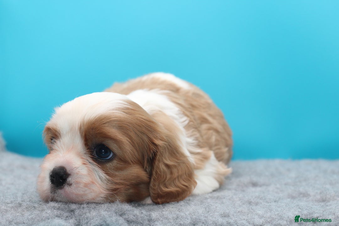 Cavalier King Charles Spaniel dogs for sale: Champion lines, heart/health tested, KC registered - Advert 8