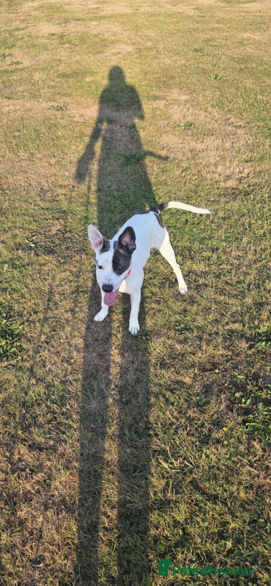Staffordshire Bull Terrier dogs for sale: Luna, Staffordshire bull terrier  - Image 4