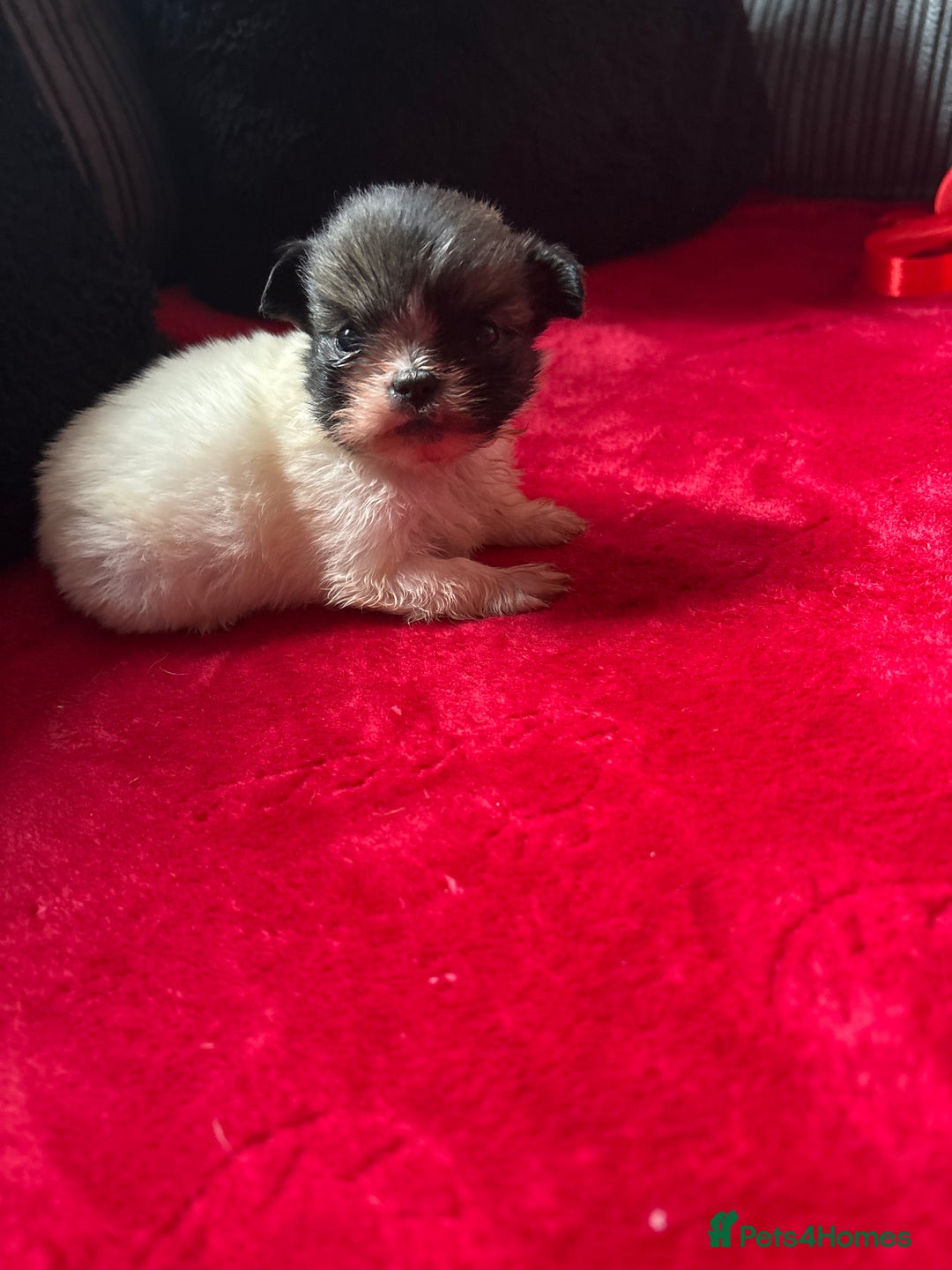 Mixed Breed dogs for sale: Shihtzu puppy’s  - Advert 8