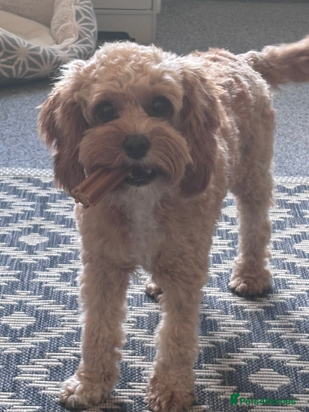 Cavapoo dogs for sale: Cavapoo - Image 5
