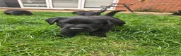 Labrador Retriever dogs for sale: Black KC registered labradors for sale  in Wellingborough - Advert 12