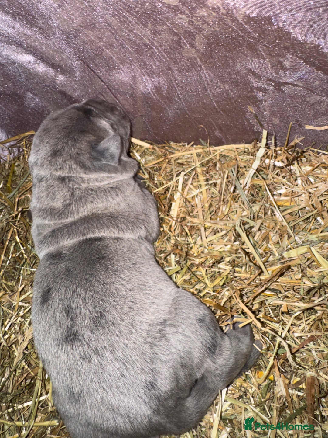 Cane Corso dogs for sale: Cane corso puppy’s. - Image 3