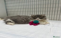 British Shorthair cats for sale: Purebred blue/White British Shorthair Kittens - Image 14