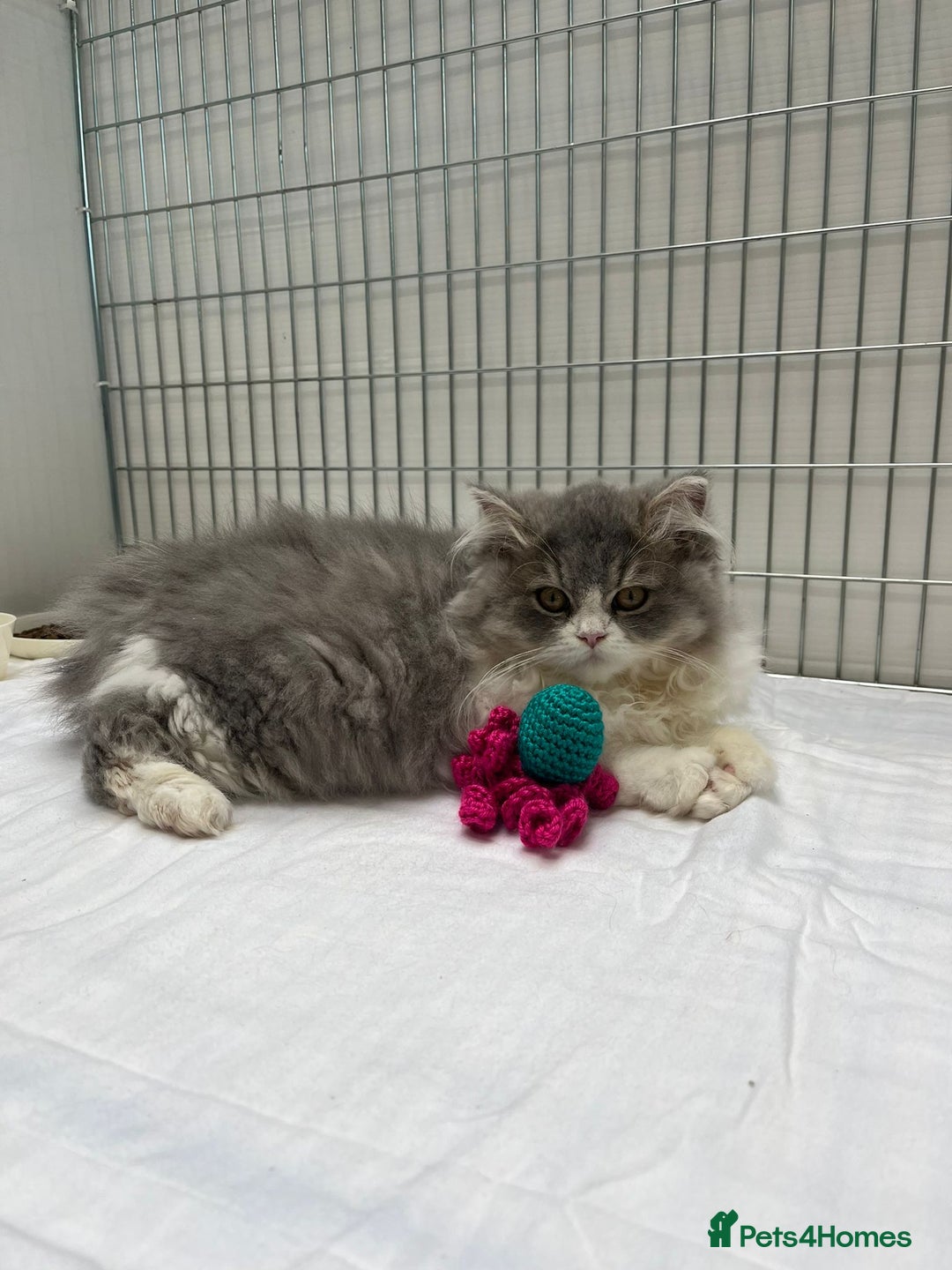 British Shorthair cats for sale: Purebred blue/White British Shorthair Kittens - Image 14
