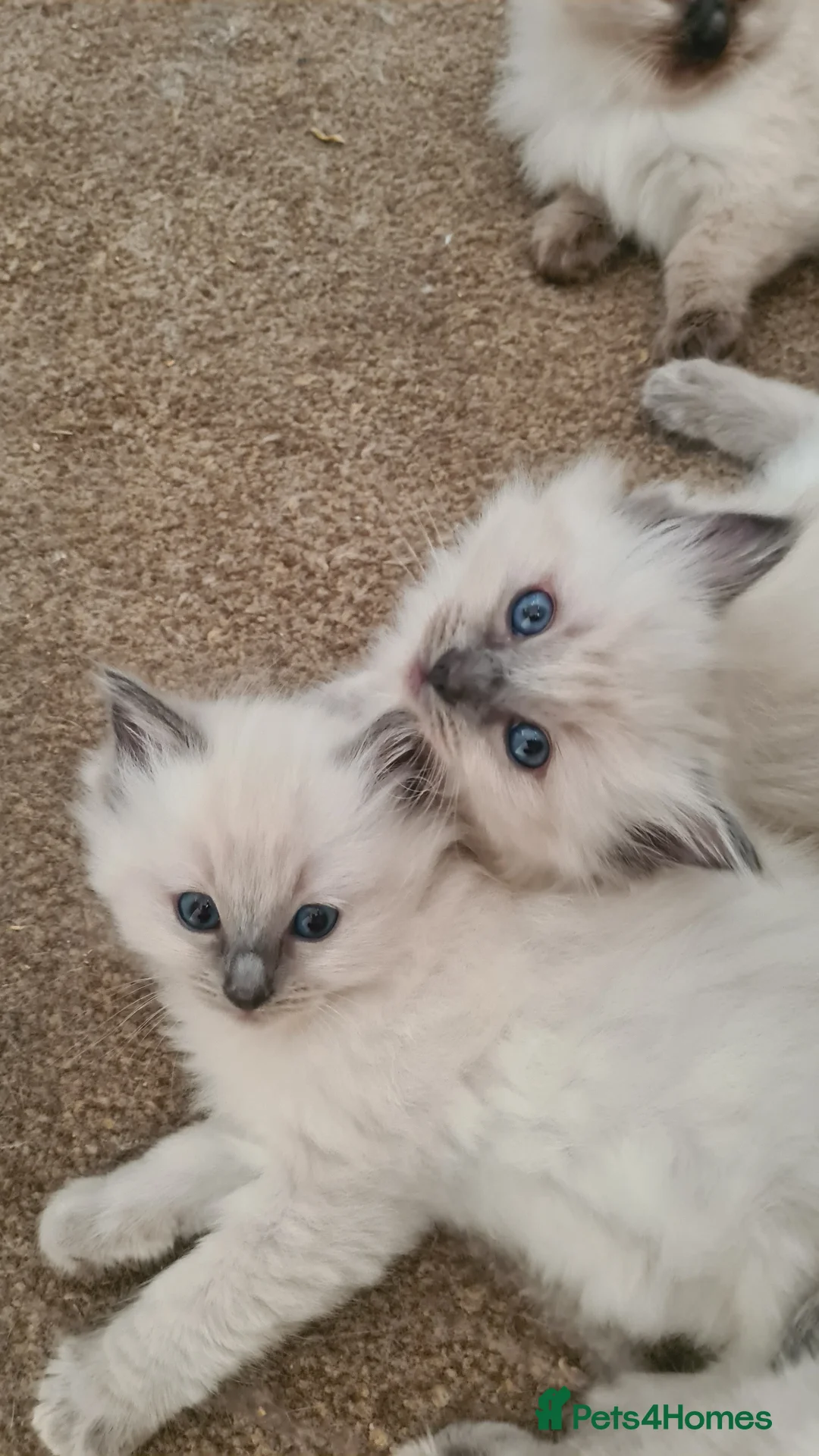 Ragdoll cats for sale: 3 beautiful pure ragdoll kittens for sale - Advert 14