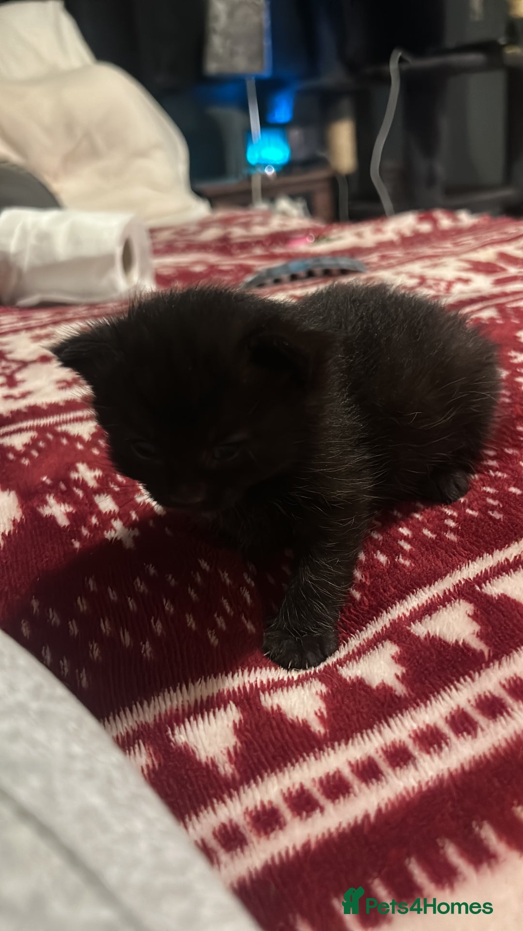 Domestic Shorthair cats for sale: Black kitten 5 weeks old  - Advert 6