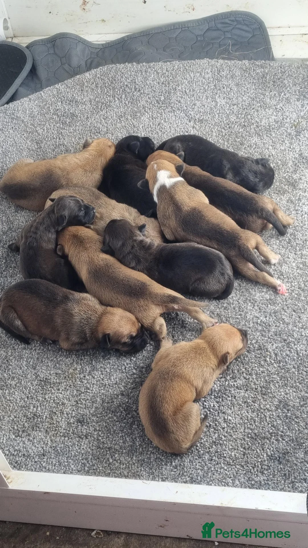 Mixed Breed dogs for sale: Stunning mixed liter of Belgiu malis x staff pups  - Advert 2