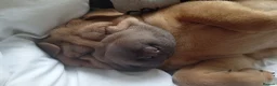 Shar Pei dogs for sale: Sharpei - Advert 1