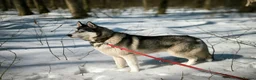 Siberian Husky dogs for adoption: 💙🐶 HAMMER – NOT TYPICAL HUSKY… AND THAT’S MAGIC in Burton-on-Trent - Advert 3