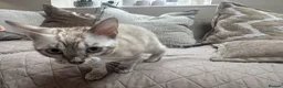 Bengal cats for sale: Stunning TICA Registered Snow Lynx Bengal Kittens - Advert 32