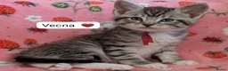 Maine Coon cats for sale: Maine Coon Cross Kittens - Advert 17