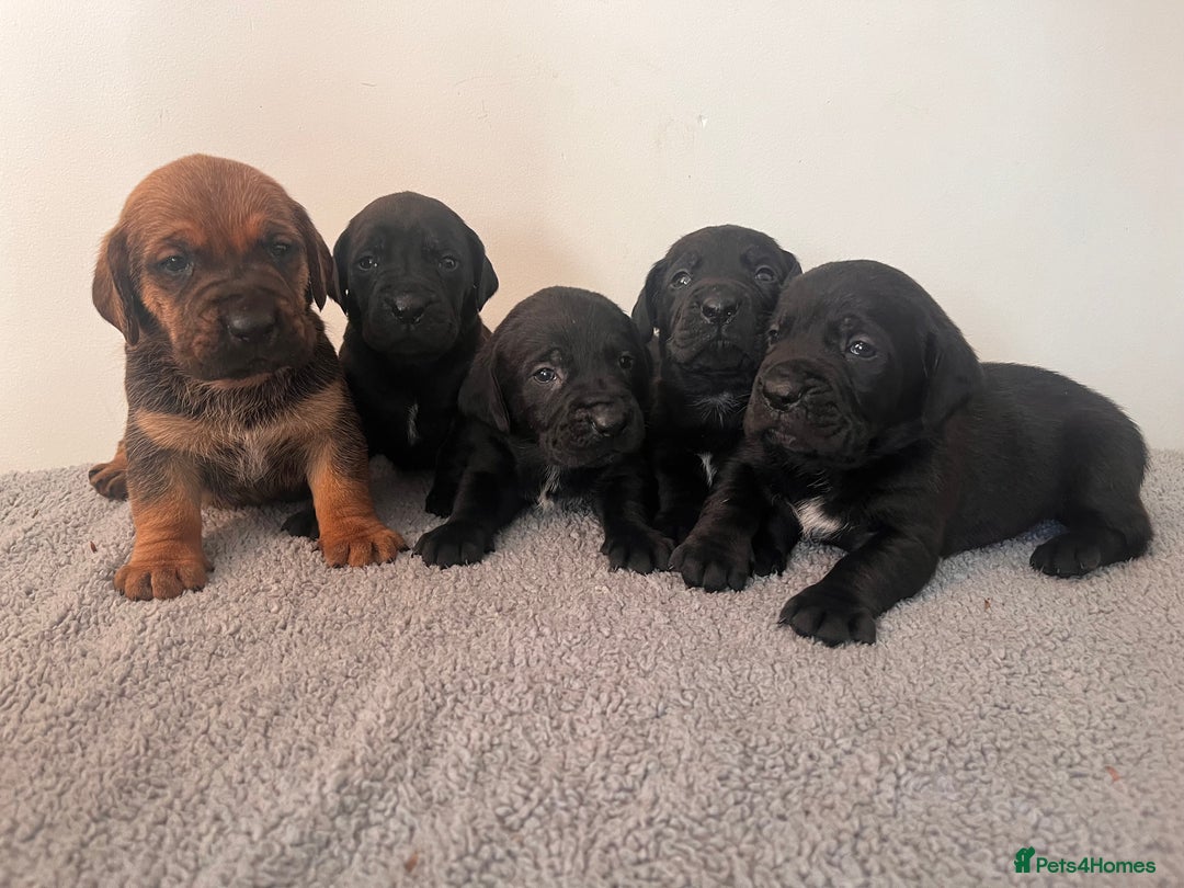 Cane Corso dogs for sale: Stunning Full Pedigree Cane Corso Puppies 🏆  - Advert 3