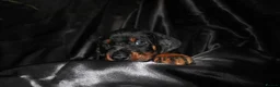 Dobermann dogs for sale: KC Amazing Dobermans  in Luton - Advert 1