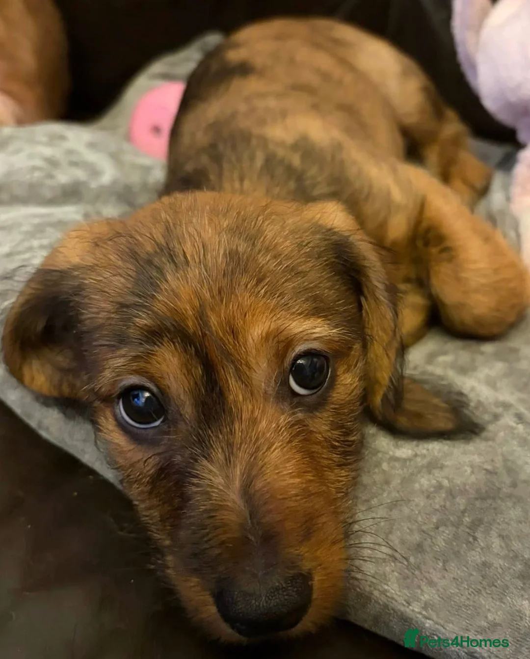 Mixed Breed dogs for sale: Last 2 puppies for sale. Shihpoo x mini dachshund - Advert 4