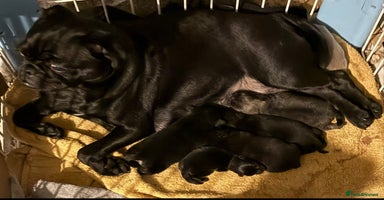 Pug dogs Beautiful Pug Pups/Male & Female available. - Advert 4