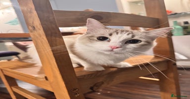 Ragdoll cats Pure breed ragdoll - Advert 4