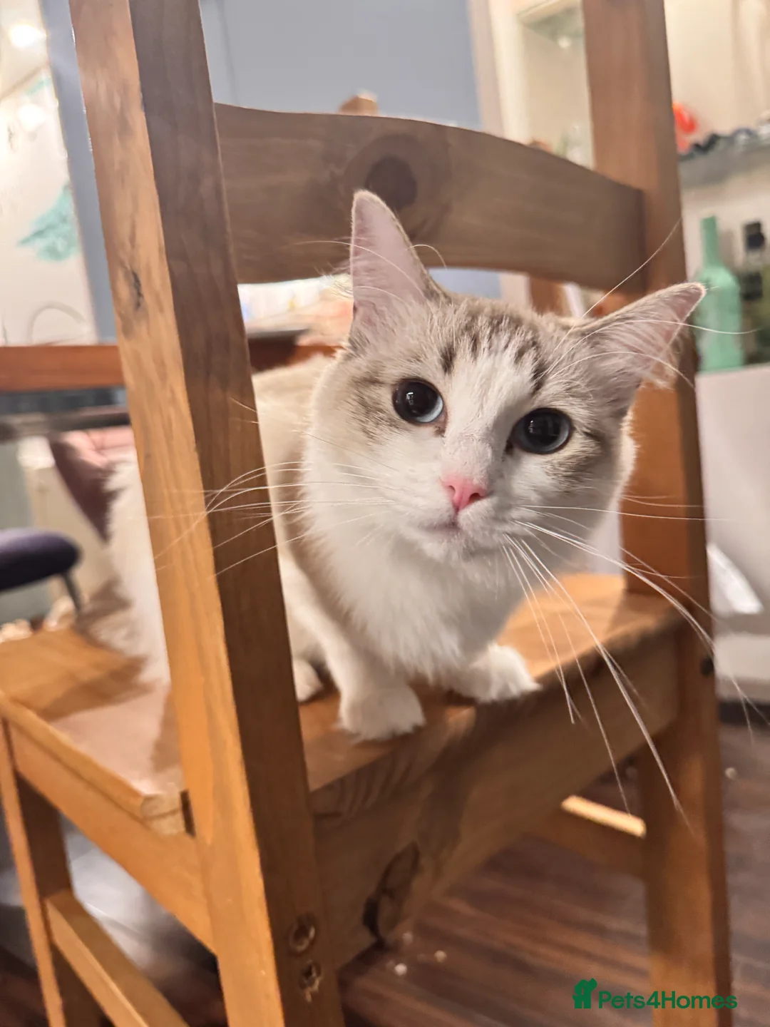 Ragdoll cats for sale: Pure breed ragdoll - Advert 2