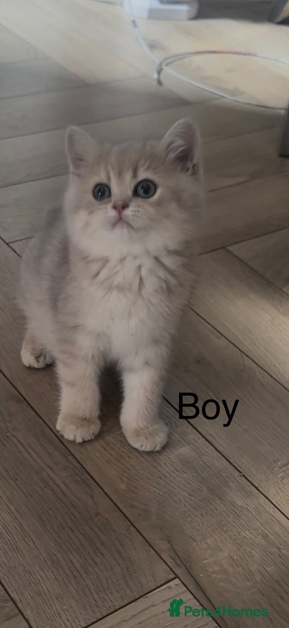 British Shorthair cats Gorgeous golden blue fur babies 😻 - Advert 1