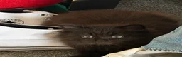 Mixed Breed cats for sale: Kittens for good homes - Advert 11