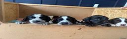 Sprocker dogs for sale: Last girl Working sproker pup - Advert 9