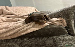 Dachshund dogs for sale: Beautiful standard dachshund litter   - Image 4