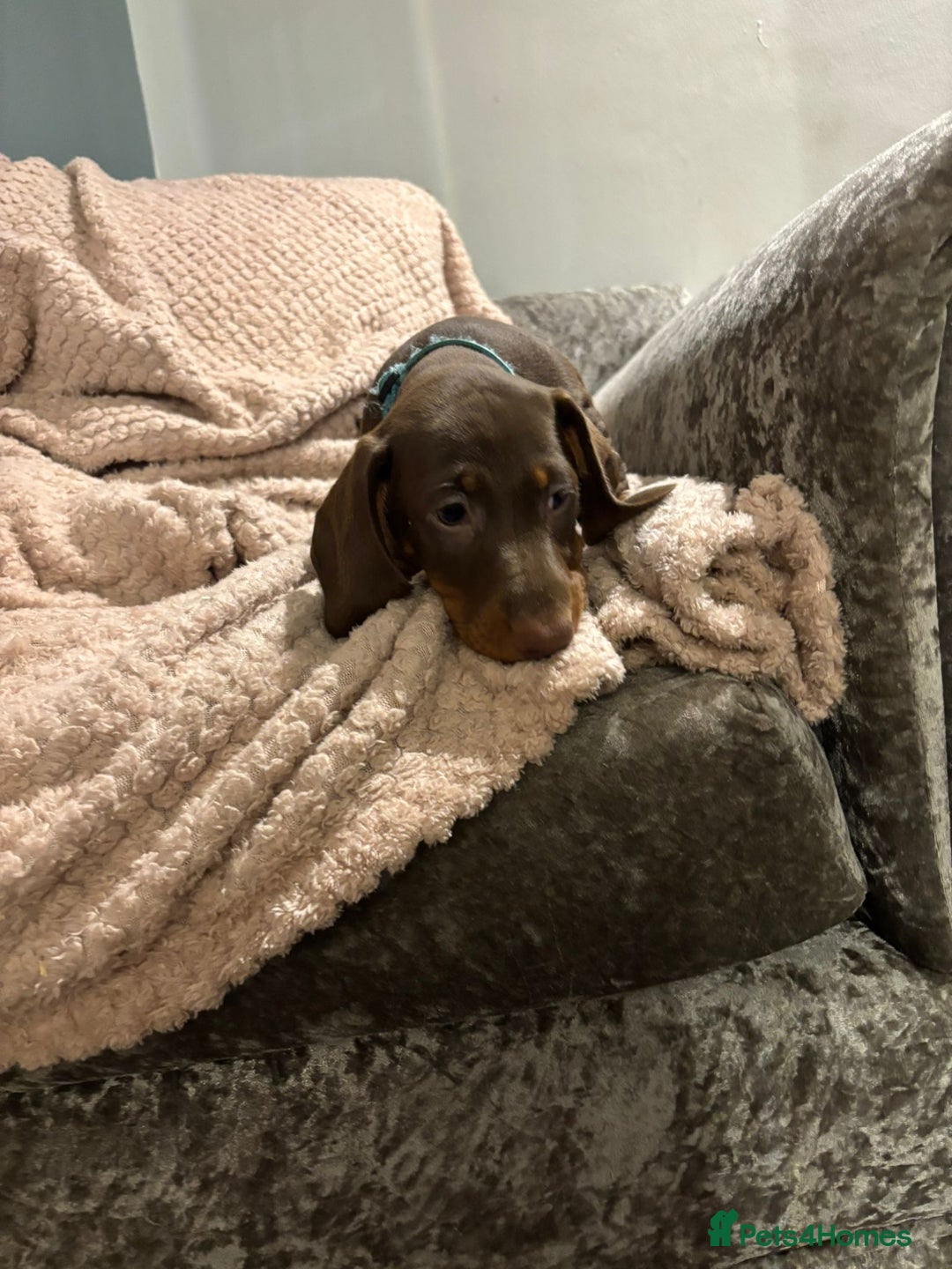 Dachshund dogs for sale: Beautiful standard dachshund litter   - Image 4
