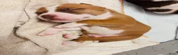 Staffordshire Bull Terrier dogs for sale: Staffordshire bull terrier puppies in Worksop - Advert 25