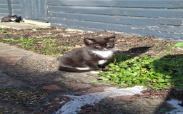 Mixed Breed cats for sale: Black and white kittens  - Image 8