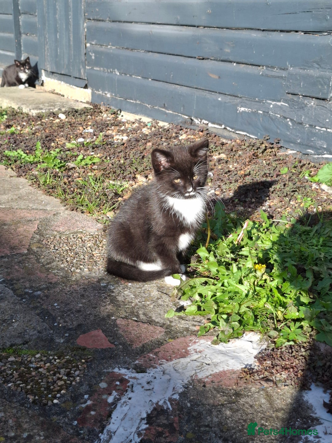 Mixed Breed cats for sale: Black and white kittens  - Image 8