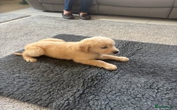 Golden Retriever dogs for sale: Beautiful Golden Retriever puppies - Image 6