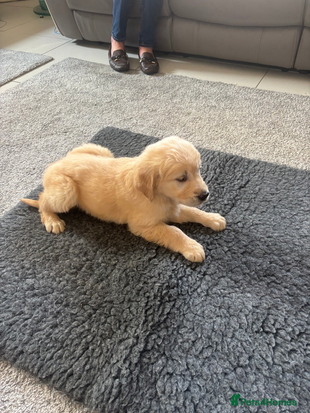 Golden Retriever dogs for sale: Beautiful Golden Retriever puppies - Image 6
