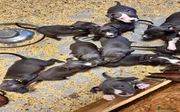 Staffordshire Bull Terrier dogs for sale: 🐶🐾Staffordshire puppies ❤️🐶 - Image 31