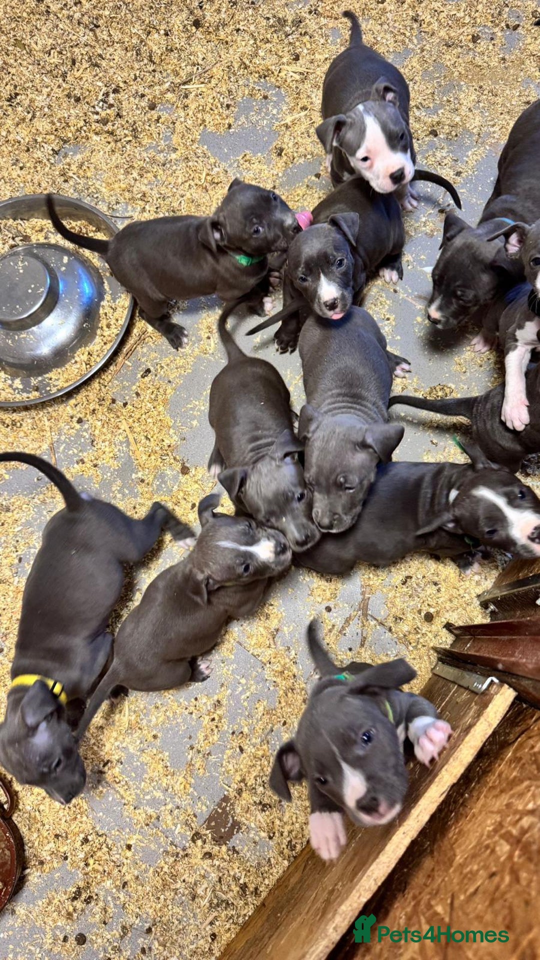 Staffordshire Bull Terrier dogs for sale: 🐶🐾Staffordshire puppies ❤️🐶 - Image 31