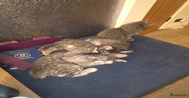 Maine Coon cats Maine Coon kittens  - Advert 5