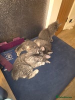 Maine Coon cats Maine Coon kittens - Advert 2