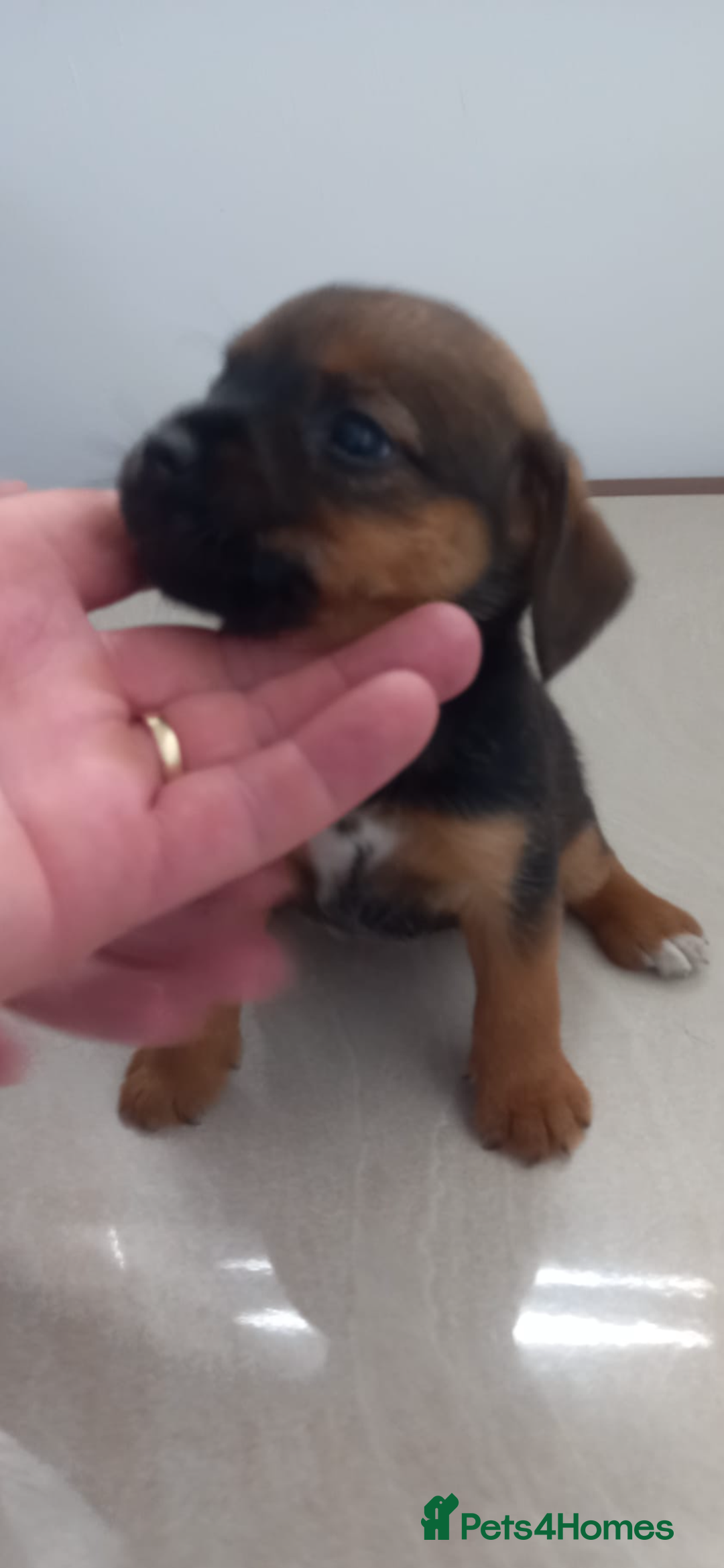 Mixed Breed dogs for sale: Patterdale x border terrier  - Image 19