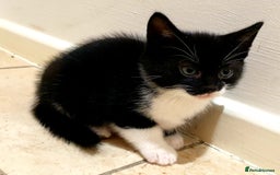 Mixed Breed cats for sale: 5 Gorgeous & Playful Kittens - Image 27