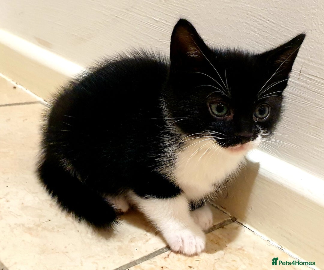 Mixed Breed cats for sale: 5 Gorgeous & Playful Kittens - Image 27