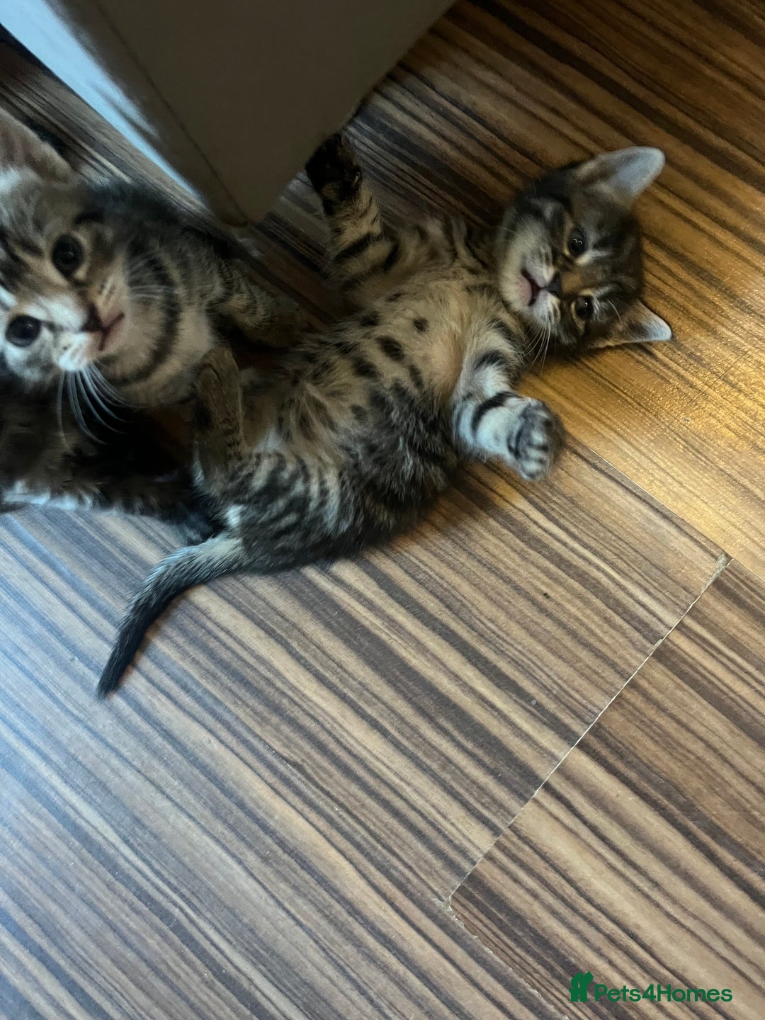 Mixed Breed cats for sale: Short hair and long hair kittens  - Image 11