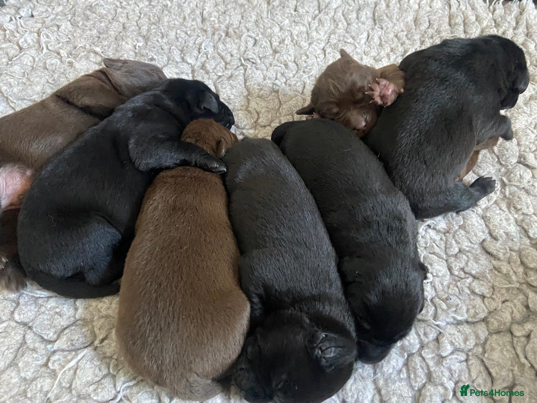 Labrador Retriever dogs for sale: KC registered Labrador pups ready October  - Image 22